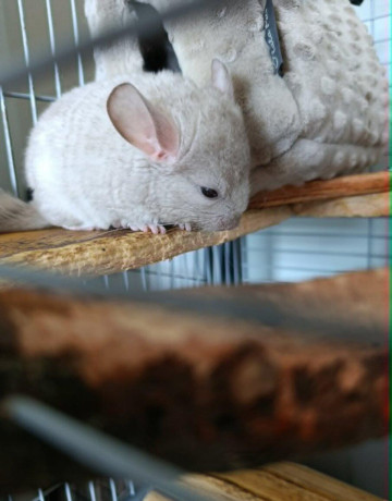 cincila-big-1