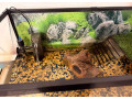 predam-zariadene-akvarium-a-dve-korytnacky-small-2