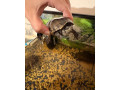 predam-zariadene-akvarium-a-dve-korytnacky-small-1