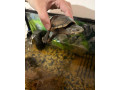 predam-zariadene-akvarium-a-dve-korytnacky-small-0