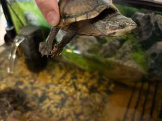 predam-zariadene-akvarium-a-dve-korytnacky