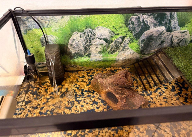 predam-zariadene-akvarium-a-dve-korytnacky-big-2