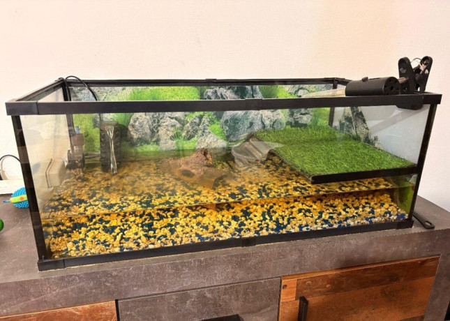 predam-zariadene-akvarium-a-dve-korytnacky-big-4