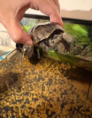 predam-zariadene-akvarium-a-dve-korytnacky-big-1