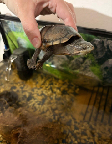 predam-zariadene-akvarium-a-dve-korytnacky-big-0