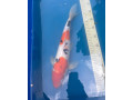 koi-small-0