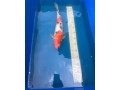 koi-small-1