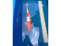 koi-small-2