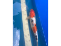 koi-small-4