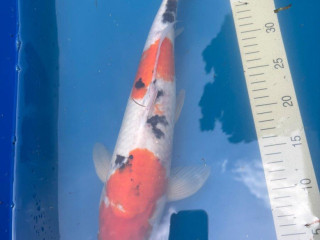koi