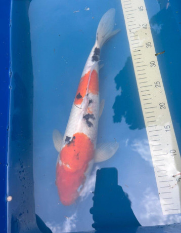 koi-big-0