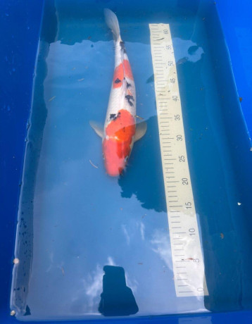 koi-big-1