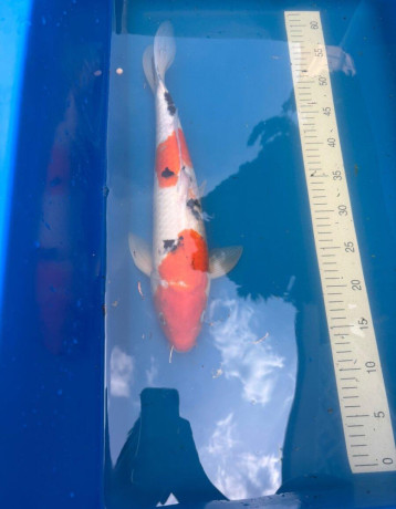 koi-big-2