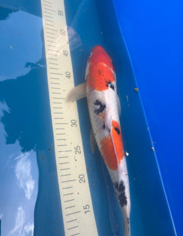 koi-big-4