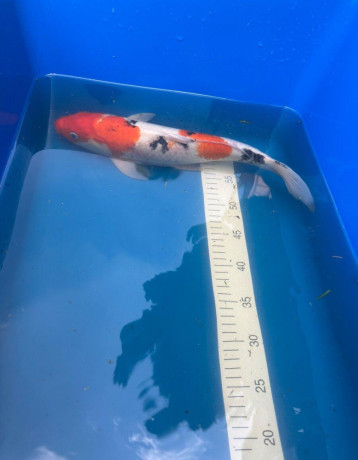 koi-big-3