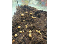 slimak-africky-small-2