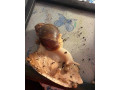 slimak-africky-small-0