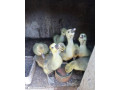 predam-husatka-small-1