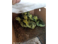 predam-husatka-small-0