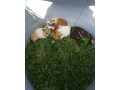 morske-prasiatka-small-1