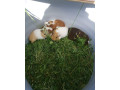 morske-prasiatka-small-0