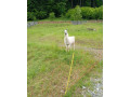 lama-krotka-small-1