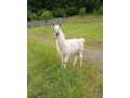 lama-krotka-small-0