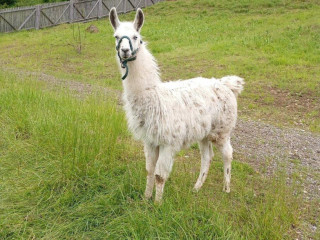 lama-krotka