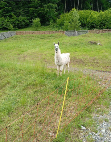 lama-krotka-big-1