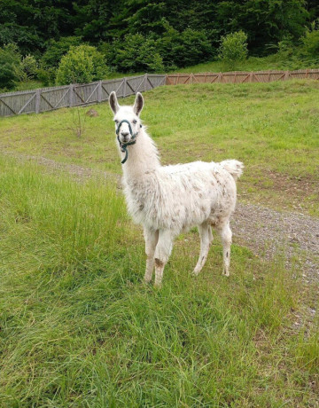 lama-krotka-big-0