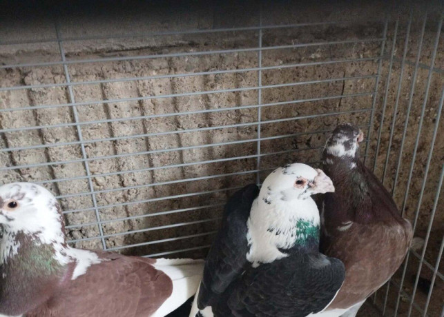 predam-staroplske-holuby-roznych-farbach-dohoda-big-1