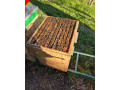 predam-produkcne-vcelstva-small-4