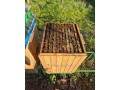 predam-produkcne-vcelstva-small-3