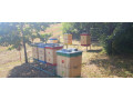 predam-produkcne-vcelstva-small-2