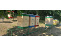predam-produkcne-vcelstva-small-0