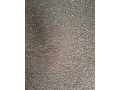tohtorocna-psenica-small-0