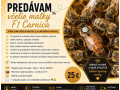 vcelie-matky-f1-carnica-small-0