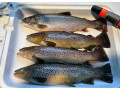 bio-pstruh-duhovy-pstruh-potocny-small-4