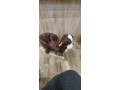 houpaci-psik-small-0