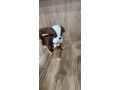 houpaci-psik-small-1