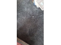 taliansky-koberec-radicci-small-1