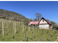rozsiahla-vinica-s-historickou-chatou-v-slovenskom-krase-small-0