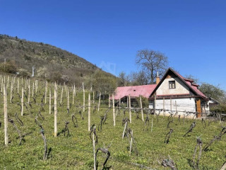 rozsiahla-vinica-s-historickou-chatou-v-slovenskom-krase