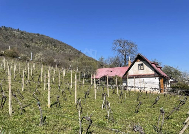 rozsiahla-vinica-s-historickou-chatou-v-slovenskom-krase-big-0