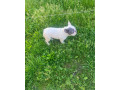 francuzsky-buldocek-small-3