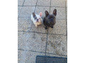 francuzsky-buldocek-small-1