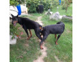 dobermann-small-2