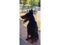 dobermann-small-0
