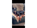 dobermann-small-1