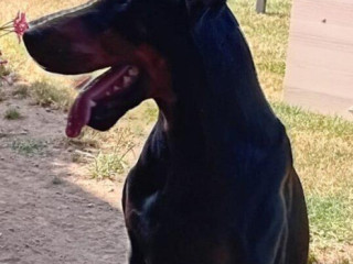 dobermann